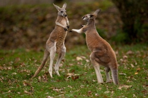 Kangaroo boxing by Scott Calleja